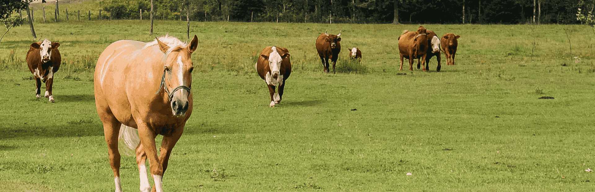 Slajd 3 - Koń wśród krów